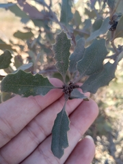 Quercus berberidifolia