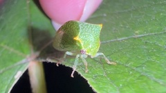 Stictocephala bisonia