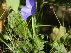 Campanula persicifolia