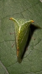 Stictocephala bisonia