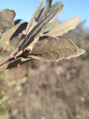 Quercus berberidifolia