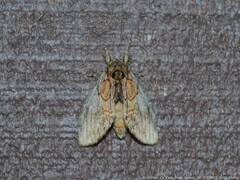 Peridea basitriens