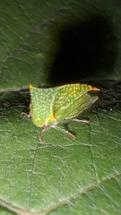 Stictocephala bisonia