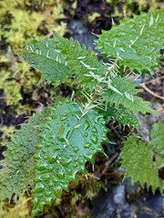 Urtica ferox