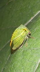 Stictocephala bisonia