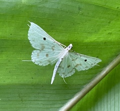 Derambila thearia
