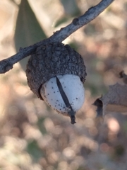Quercus berberidifolia