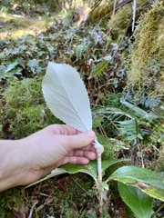Macrolearia colensoi