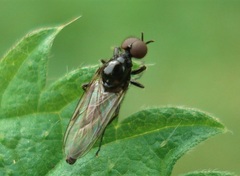 Dilophus febrilis