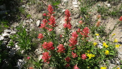Castilleja rhexiifolia