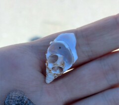 Buccinoidea
