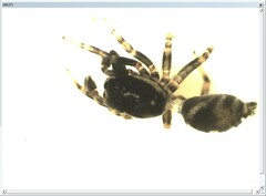Salticus zebraneus