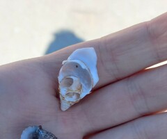 Buccinoidea
