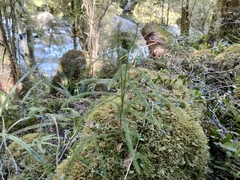 Dacrydium cupressinum