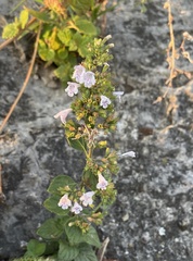 Clinopodium