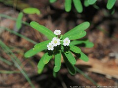 Euphorbia corollata