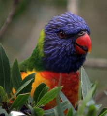 Trichoglossus moluccanus