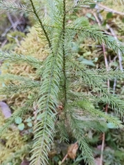 Dacrydium cupressinum