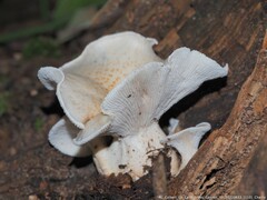 Neolentinus lepideus