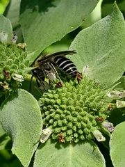 Anthophila