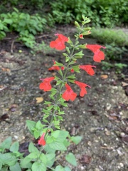 Salvia coccinea
