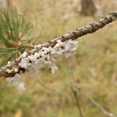 Beauveria bassiana