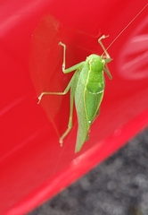Microcentrum rhombifolium