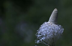 Xerophyllum tenax