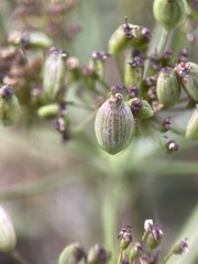 Peucedanum cervaria