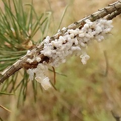 Beauveria bassiana
