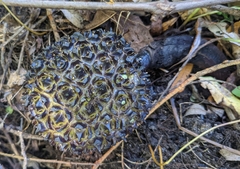 Symplocarpus foetidus