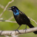 Common Grackle - Photo (c) Greg Lasley, some rights reserved (CC BY-NC), uploaded by Greg Lasley