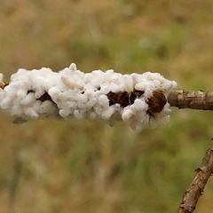 Beauveria bassiana