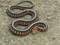 Thamnophis sirtalis concinnus