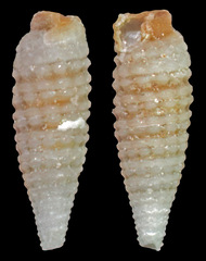 Retilaskeya papuaensis