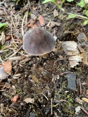 Xerocomellus diffractus