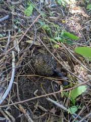 Symplocarpus foetidus