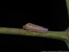Paraulacizes irrorata