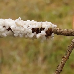 Beauveria bassiana