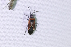 Neacoryphus bicrucis