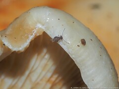 Ptenothrix marmorata
