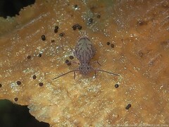 Ptenothrix marmorata