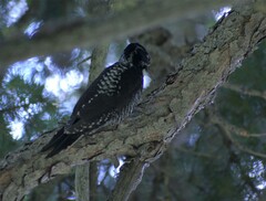 Picoides dorsalis