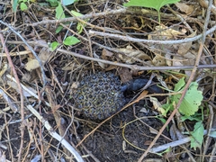 Symplocarpus foetidus