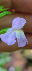 Mimulus alatus