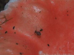 Ptenothrix marmorata