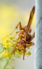Polistes dorsalis californicus