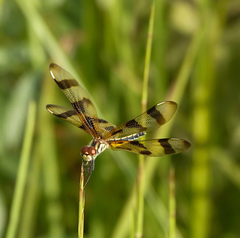 Celithemis eponina