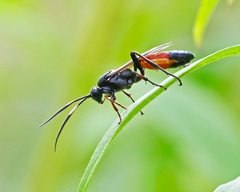 Ichneumon