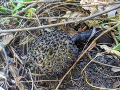 Symplocarpus foetidus